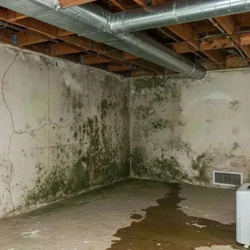 Professional Mold Removal in Menard County, IL